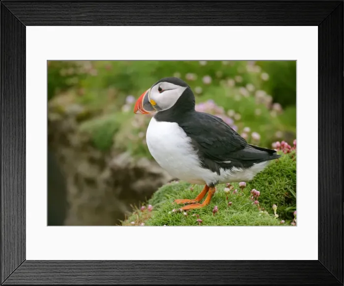 Framed Print : Puffin standing on cliff top amidst blooming Sea Pink (Armeria maritima) Sumburgh Head RSPB Reserve, South Mainland, Shetland Isles, Scotland, UK Framed Print : Puffin standing on cliff top amidst blooming Sea Pink (Armeria maritima) Sumburgh Head RSPB Reserve, South Mainland, Shetland Isles, Scotland, UK