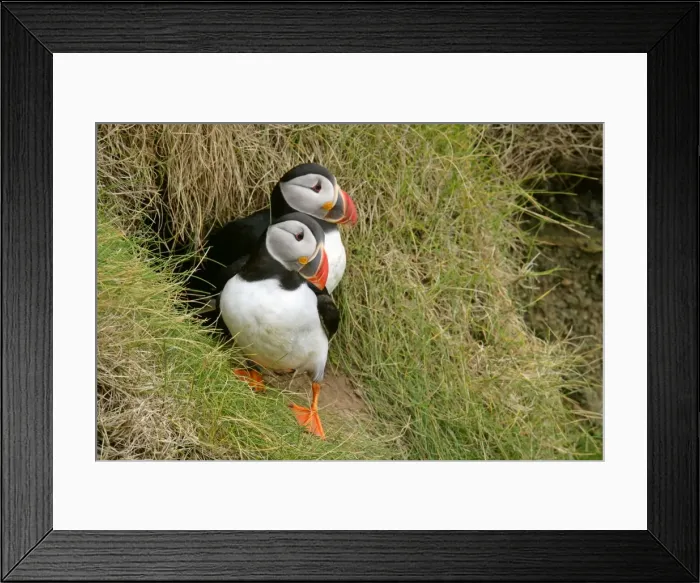 Framed Print : Puffin pair sitting in front of burrow on a steep cliff Sumburgh Head RSPB Reserve, South Mainland, Shetland Isles, Scotland, UK Framed Print : Puffin pair sitting in front of burrow on a steep cliff Sumburgh Head RSPB Reserve, South Mainland, Shetland Isles, Scotland, UK