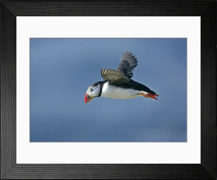 Framed Print : Puffin in flight against blue sky Sumburgh Head RSPB Reserve, South Mainland, Shetland Isles, Scotland, UK Framed Print : Puffin in flight against blue sky Sumburgh Head RSPB Reserve, South Mainland, Shetland Isles, Scotland, UK