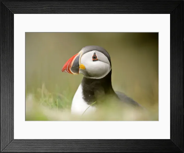Framed Print : Puffin sitting on overhanging cliff looking into camera Sumburgh Head RSPB Reserve, South Mainland, Shetland Isles, Scotland, UK Framed Print : Puffin sitting on overhanging cliff looking into camera Sumburgh Head RSPB Reserve, South Mainland, Shetland Isles, Scotland, UK