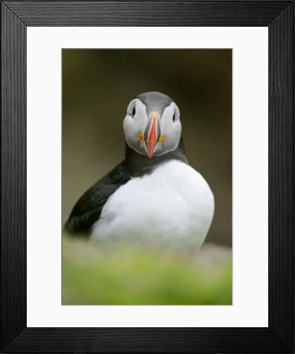Framed Print : Puffin sitting on overhanging cliff looking into camera Sumburgh Head RSPB Reserve, South Mainland, Shetland Isles, Scotland, UK Framed Print : Puffin sitting on overhanging cliff looking into camera Sumburgh Head RSPB Reserve, South Mainland, Shetland Isles, Scotland, UK
