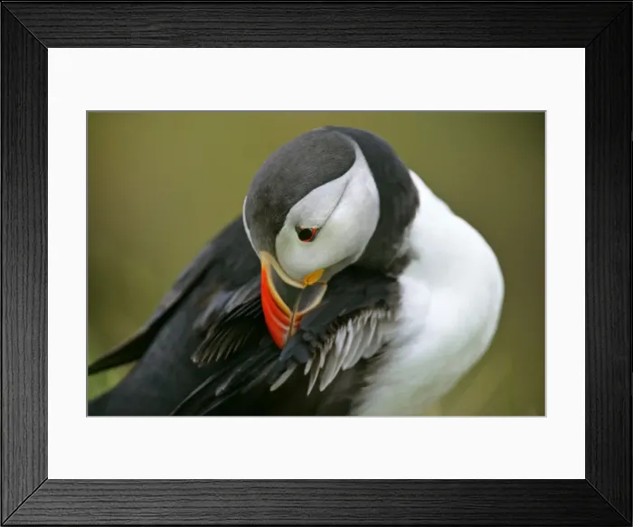 Framed Print : Puffin sitting on overhanging cliff arranging its feathers Sumburgh Head RSPB Reserve, South Mainland, Shetland Isles, Scotland, UK Framed Print : Puffin sitting on overhanging cliff arranging its feathers Sumburgh Head RSPB Reserve, South Mainland, Shetland Isles, Scotland, UK
