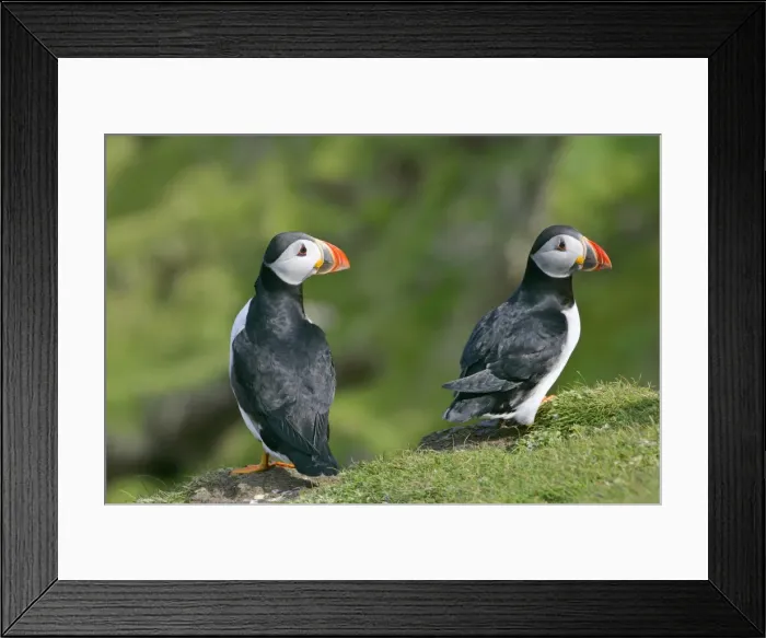 Framed Print : Puffin two individuals sitting on cliff edge with both heads turned to the right Hermaness Nature Reserve, Unst, Shetland Isles, Scotland, UK Framed Print : Puffin two individuals sitting on cliff edge with both heads turned to the right Hermaness Nature Reserve, Unst, Shetland Isles, Scotland, UK