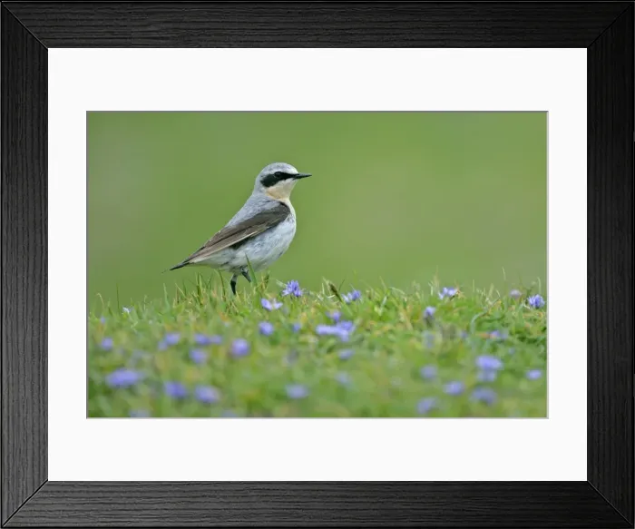 Framed Print : Northern Wheatear male sitting in meadow amidst Spring Squill Sumburgh Head RSPB Reserve, South Mainland, Shetland Isles, Scotland, UK Framed Print : Northern Wheatear male sitting in meadow amidst Spring Squill Sumburgh Head RSPB Reserve, South Mainland, Shetland Isles, Scotland, UK