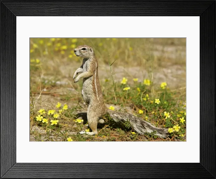 Framed Print : Cape Ground Squirrel standing watchful between yellow flowers on it's hind legs Etosha National Park, Namibia, Africa Framed Print : Cape Ground Squirrel standing watchful between yellow flowers on it's hind legs Etosha National Park, Namibia, Africa