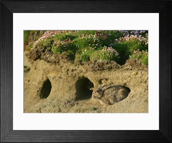 Framed Print : Rabbit sitting in front of burrow Sumburgh Head RSPB Reserve, South Mainland, Shetland Isles, Scotland, UK