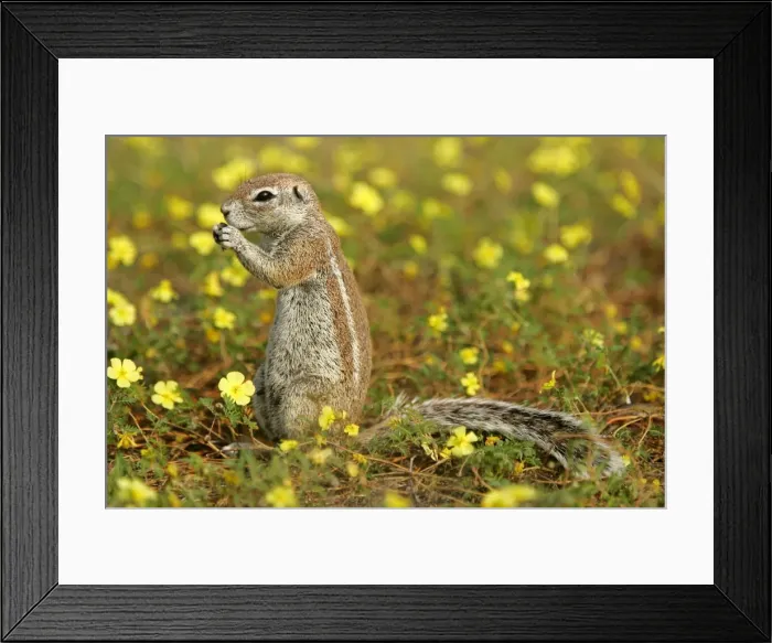 Framed Print : Cape Ground Squirrel feeding on seeds between yellow flowers Etosha National Park, Namibia, Africa