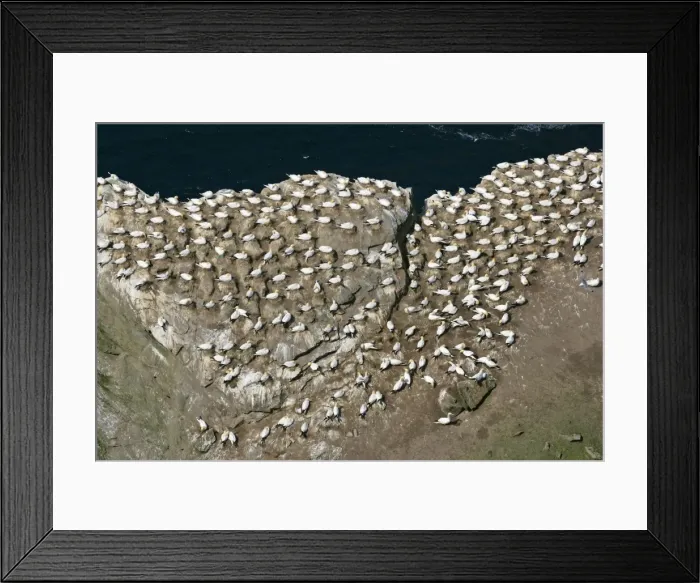 Framed Print : Gannetry breeding Gannets on exposed rock seen from above Hermaness Nature Reserve, Unst, Shetland Isles, Scotland, UK Framed Print : Gannetry breeding Gannets on exposed rock seen from above Hermaness Nature Reserve, Unst, Shetland Isles, Scotland, UK