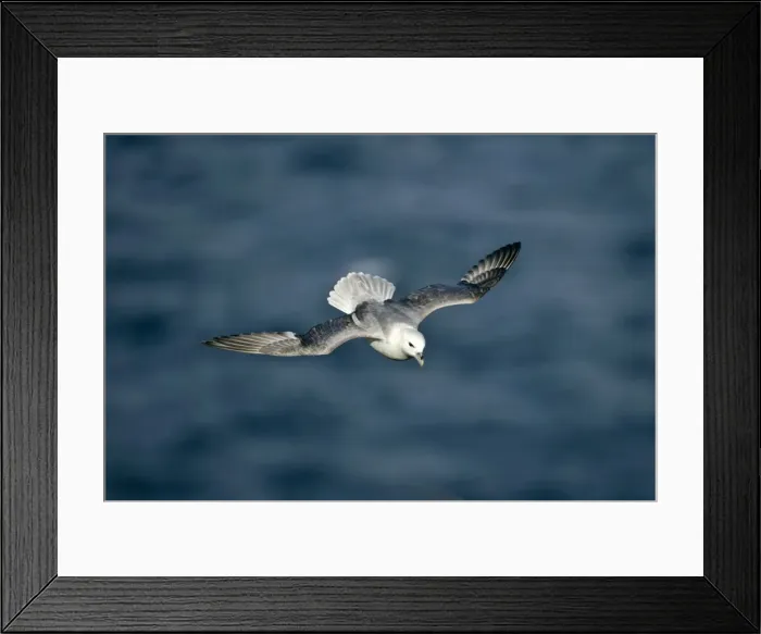 Framed Print : Fulmar in flight Eshaness, Northmavine, North Mainland, Shetland Isles, Scotland, UK Framed Print : Fulmar in flight Eshaness, Northmavine, North Mainland, Shetland Isles, Scotland, UK