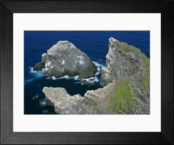 Framed Print : Gannet jagged cliffs and rocks of Hermaness Nature Reserve with Gannet breeding colonies Hermaness Nature Reserve, Unst, Shetland Isles, Scotland, UK Framed Print : Gannet jagged cliffs and rocks of Hermaness Nature Reserve with Gannet breeding colonies Hermaness Nature Reserve, Unst, Shetland Isles, Scotland, UK