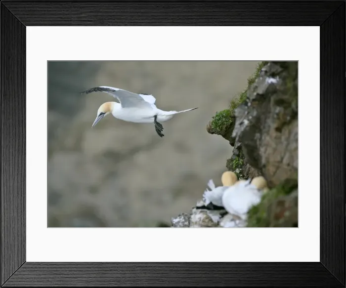 Framed Print : Gannet in flight departing from breeding colony Hermaness Nature Reserve, Unst, Shetland Isles, Scotland, UK Framed Print : Gannet in flight departing from breeding colony Hermaness Nature Reserve, Unst, Shetland Isles, Scotland, UK