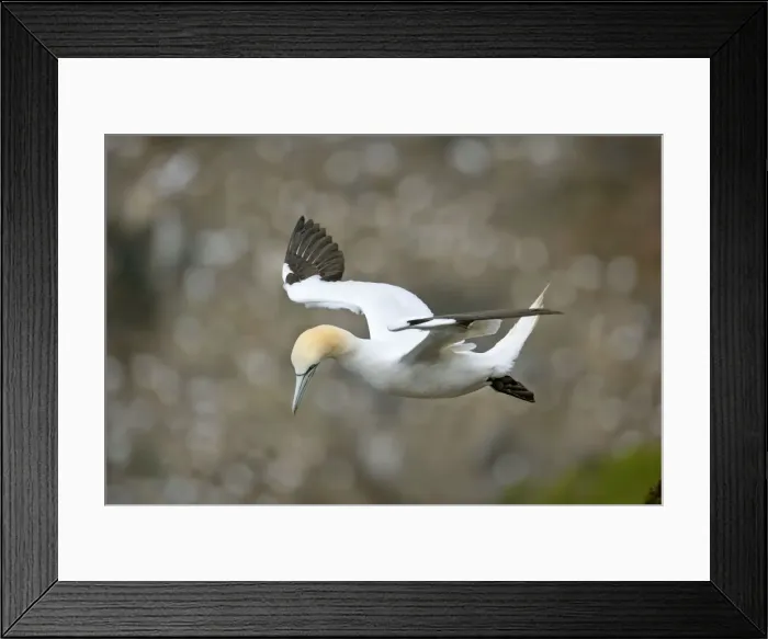 Framed Print : Gannet in flight departing from breeding colony Hermaness Nature Reserve, Unst, Shetland Isles, Scotland, UK Framed Print : Gannet in flight departing from breeding colony Hermaness Nature Reserve, Unst, Shetland Isles, Scotland, UK