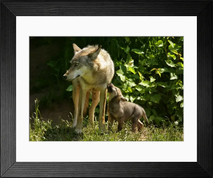 Framed Print : Wolf family She-wolf and very young cub seeking contact Baden-Wuerttemberg, Germany Framed Print : Wolf family She-wolf and very young cub seeking contact Baden-Wuerttemberg, Germany