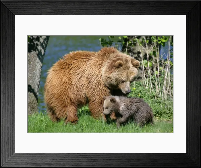 Framed Print : Brown Bear mother observing cub Bavaria, Germany Framed Print : Brown Bear mother observing cub Bavaria, Germany