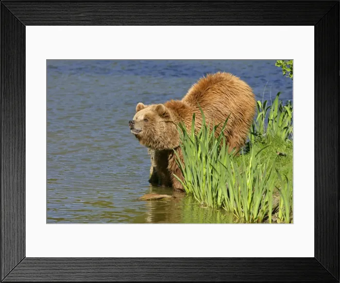 Framed Print : Brown Bear adult standing at lake shore sniffing the air Bavaria, Germany Framed Print : Brown Bear adult standing at lake shore sniffing the air Bavaria, Germany