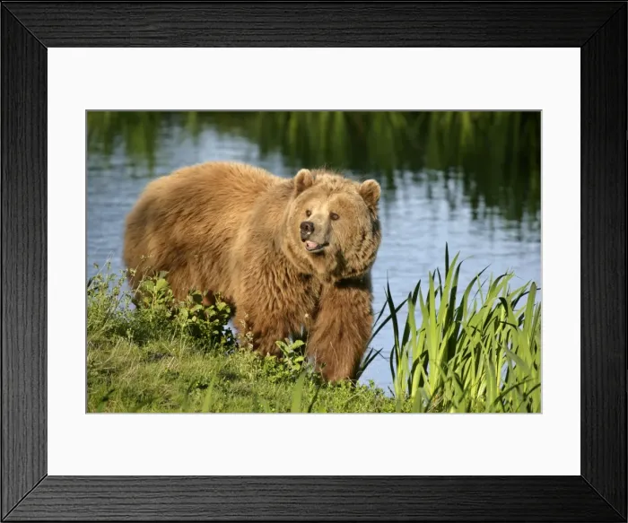 Framed Print : Brown Bear adult standing at a lake shore Bavaria, Germany Framed Print : Brown Bear adult standing at a lake shore Bavaria, Germany