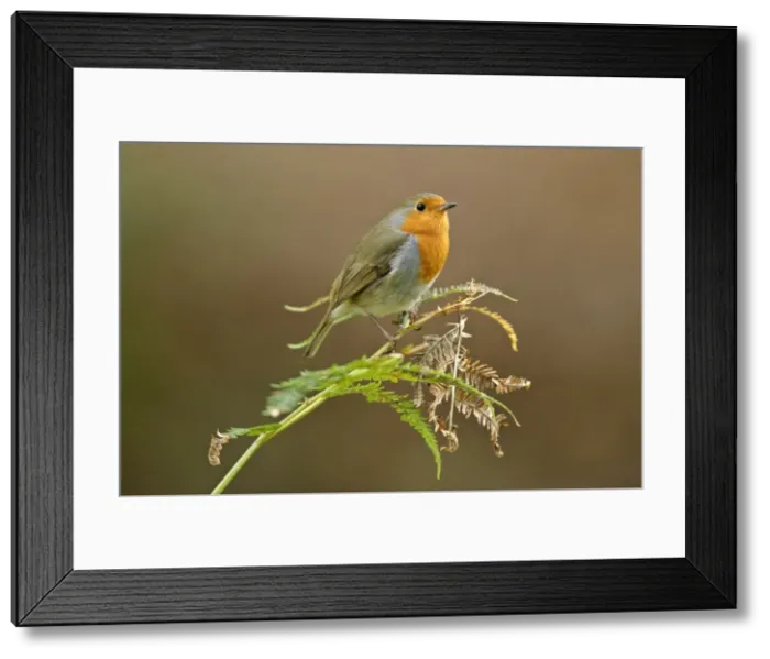 Framed Print : Robin - sitting on fern leaf New Forest National Park, Hampshire, England Framed Print : Robin - sitting on fern leaf New Forest National Park, Hampshire, England