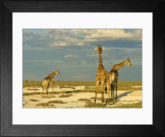 Framed Print : Giraffe group of four individuals standing in salt pan with approaching rainstorm Etosha National Park, Namibia, Africa Framed Print : Giraffe group of four individuals standing in salt pan with approaching rainstorm Etosha National Park, Namibia, Africa