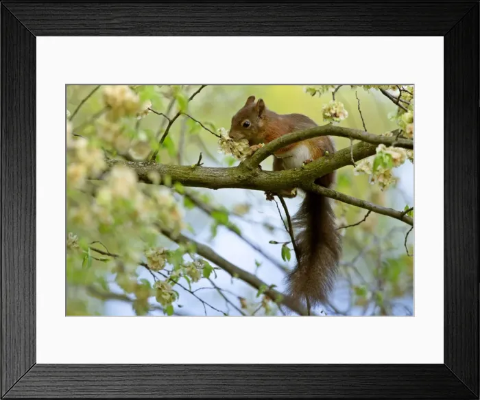 Framed Print : Red squirrel on tree feeding on seeds of horn beam Bavaria, Germany Framed Print : Red squirrel on tree feeding on seeds of horn beam Bavaria, Germany
