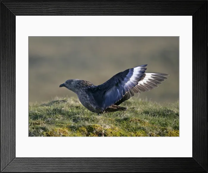 Framed Print : Geat Skua adult flapping it's wings Hermaness Nature Reserve, Unst, Shetland Isles, Scotland, UK Framed Print : Geat Skua adult flapping it's wings Hermaness Nature Reserve, Unst, Shetland Isles, Scotland, UK