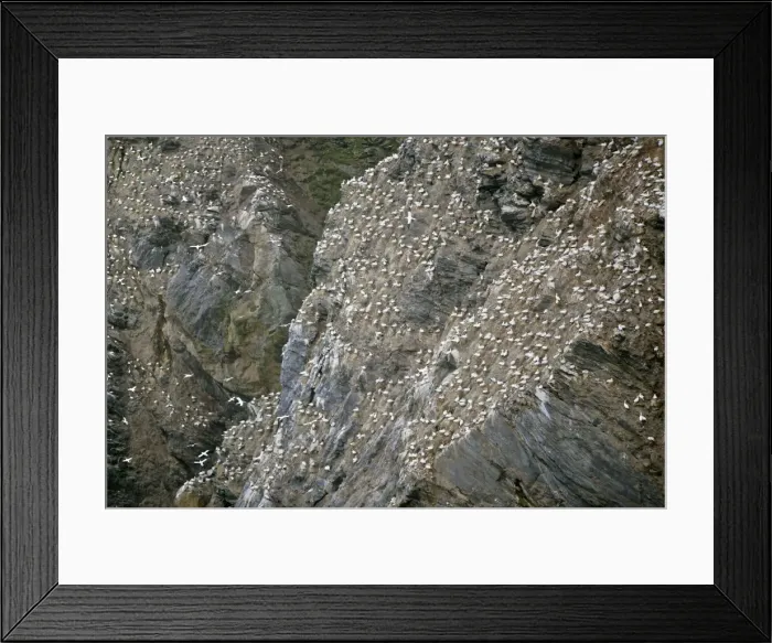 Framed Print : Gannetry jagged rocks and cliffs with thousands of breeding Gannets Hermaness Nature Reserve, Unst, Shetland Isles, Scotland, UK Framed Print : Gannetry jagged rocks and cliffs with thousands of breeding Gannets Hermaness Nature Reserve, Unst, Shetland Isles, Scotland, UK