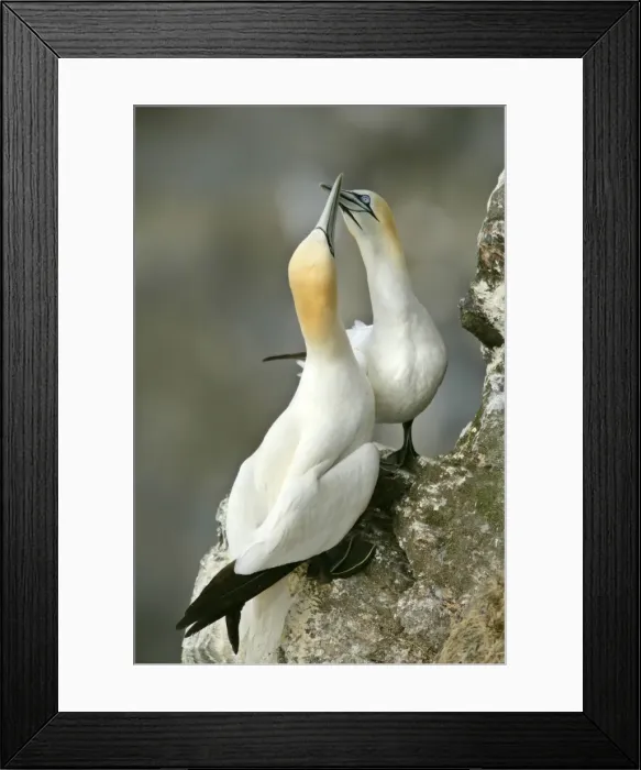 Framed Print : Gannets billing male and female greeting each other by touching their bills together Hermaness Nature Reserve, Unst, Shetland Isles, Scotland, UK Framed Print : Gannets billing male and female greeting each other by touching their bills together Hermaness Nature Reserve, Unst, Shetland Isles, Scotland, UK