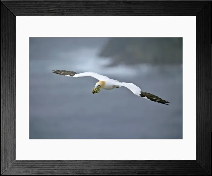 Framed Print : Gannet in flight with nesting material in beak Hermaness Nature Reserve, Unst, Shetland Isles, Scotland, UK Framed Print : Gannet in flight with nesting material in beak Hermaness Nature Reserve, Unst, Shetland Isles, Scotland, UK