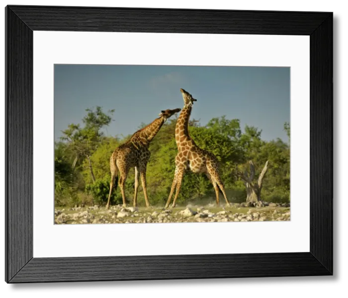 Framed Print : Giraffe two bulls fighting rotating their long necks Etosha National Park, Namibia, Africa Framed Print : Giraffe two bulls fighting rotating their long necks Etosha National Park, Namibia, Africa