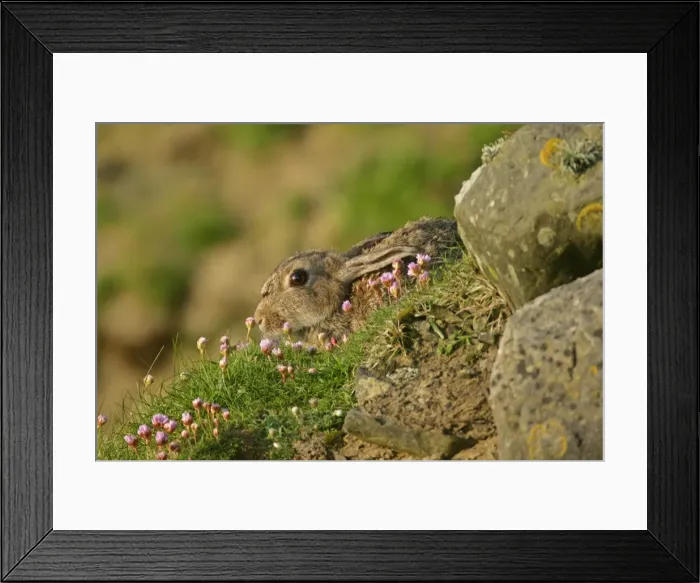 Framed Print : Rabbit sitting amidst Sea pink Sumburgh Head RSPB Reserve, South Mainland, Shetland Isles, Scotland, UK Framed Print : Rabbit sitting amidst Sea pink Sumburgh Head RSPB Reserve, South Mainland, Shetland Isles, Scotland, UK
