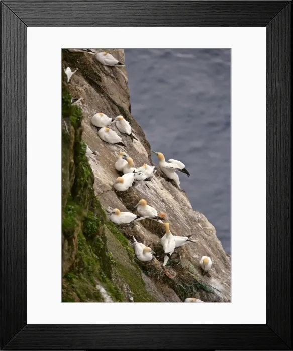 Framed Print : Gannetry jagged rocks and cliffs with breeding Gannets Hermaness Nature Reserve, Unst, Shetland Isles, Scotland, UK Framed Print : Gannetry jagged rocks and cliffs with breeding Gannets Hermaness Nature Reserve, Unst, Shetland Isles, Scotland, UK