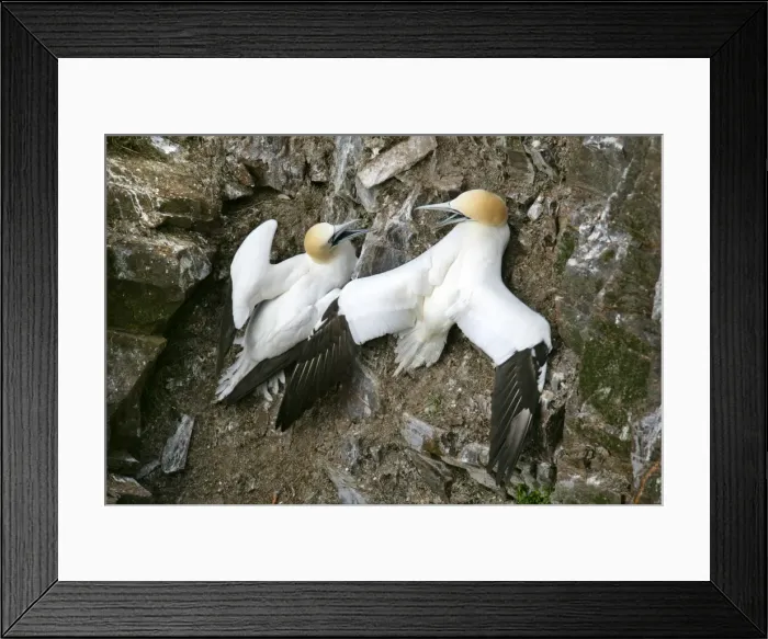 Framed Print : Gannets two Gannets bickering at each other in order to defend their territory Hermaness Nature Reserve, Unst, Shetland Isles, Scotland, UK Framed Print : Gannets two Gannets bickering at each other in order to defend their territory Hermaness Nature Reserve, Unst, Shetland Isles, Scotland, UK