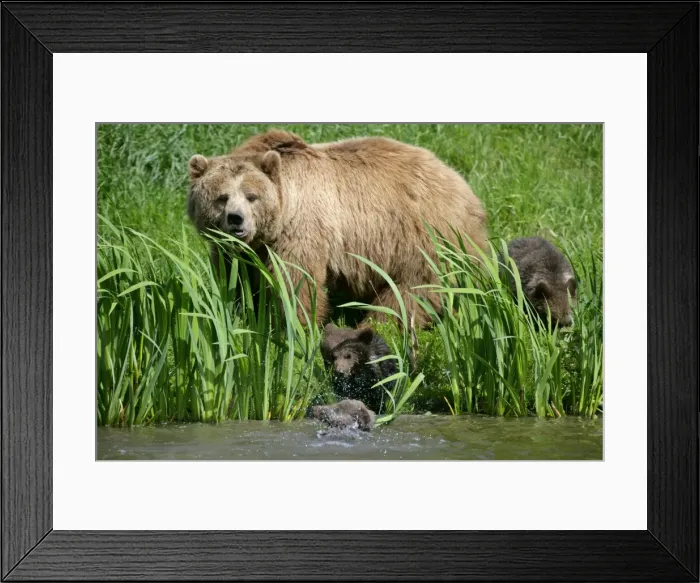 Framed Print : Brown Bear female adult with three cubs at a lakeshore about to enter the water Bavaria, Germany Framed Print : Brown Bear female adult with three cubs at a lakeshore about to enter the water Bavaria, Germany