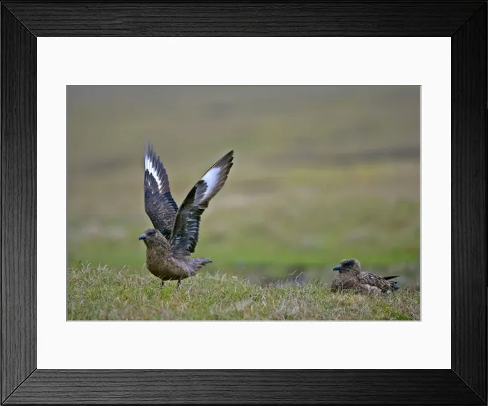 Framed Print : Great Skua two adults sitting on moorland with one about to lift off Hermaness Nature Reserve, Unst, Shetland Isles, Scotland, UK Framed Print : Great Skua two adults sitting on moorland with one about to lift off Hermaness Nature Reserve, Unst, Shetland Isles, Scotland, UK