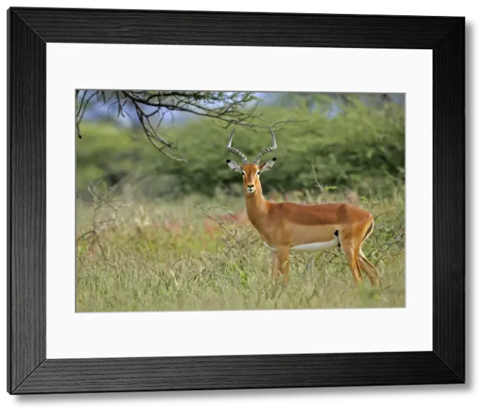 Framed Print : Impala male individual standing in acacia grove Kruger National Park, South Africa Framed Print : Impala male individual standing in acacia grove Kruger National Park, South Africa