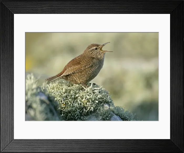 Framed Print : Shetland wren sitting on lichen-covered stone wall singing Sumburgh Head RSPB Reserve, South Mainland, Shetland Isles, Scotland, UK Framed Print : Shetland wren sitting on lichen-covered stone wall singing Sumburgh Head RSPB Reserve, South Mainland, Shetland Isles, Scotland, UK