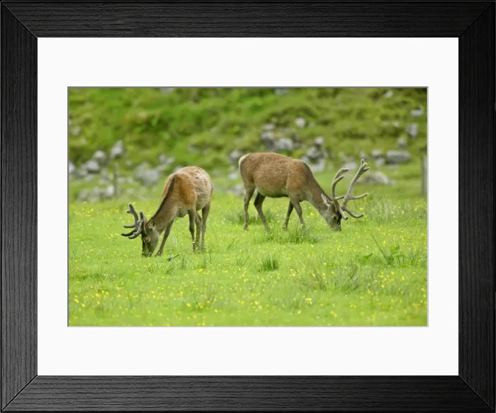 Framed Print : Red Deer Farming deer in enclosure during spring Glen Etive, Glencoe area, Highlands, Scotland, UK Framed Print : Red Deer Farming deer in enclosure during spring Glen Etive, Glencoe area, Highlands, Scotland, UK