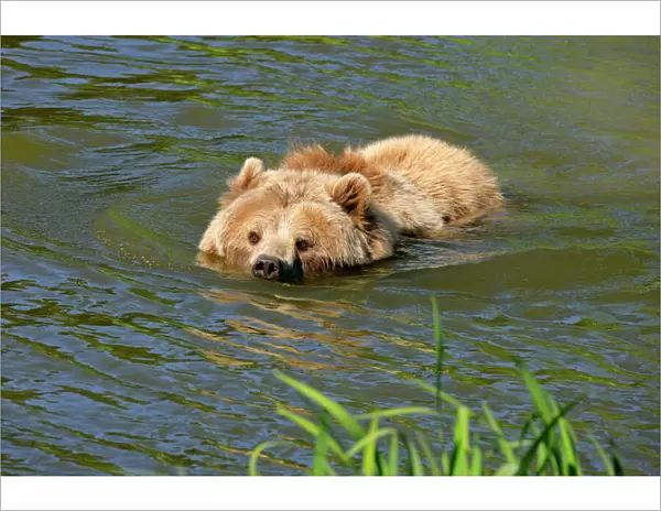 Brown Bear adult swimming through lake Bavaria, Germany