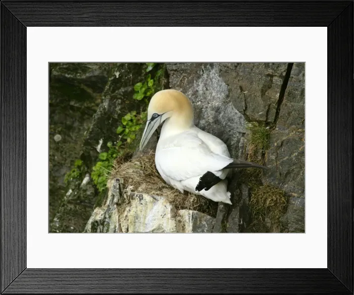 Framed Print : Gannet sitting on nest built on narrow rock ledge Hermaness Nature Reserve, Unst, Shetland Isles, Scotland, UK Framed Print : Gannet sitting on nest built on narrow rock ledge Hermaness Nature Reserve, Unst, Shetland Isles, Scotland, UK