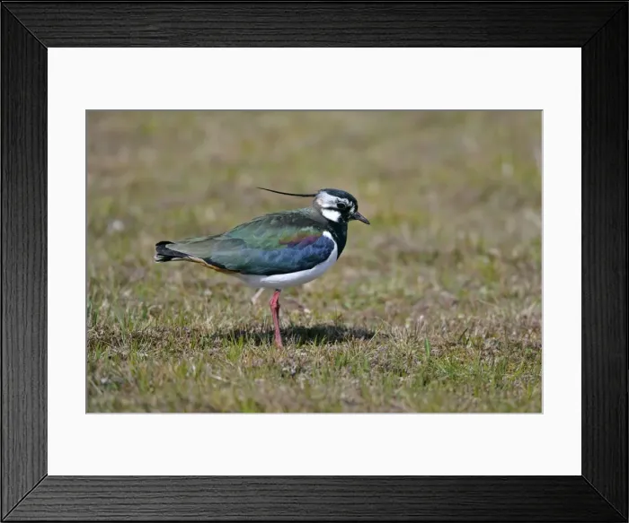 Framed Print : Peewit, Lapwing adult with colourful gleaming plumage North Mainland, Shetland Isles, Scotland, UK