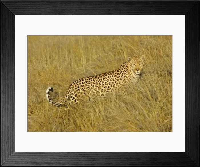 Framed Print : Leopard standing in high grass in early morning light Namibia, Africa Framed Print : Leopard standing in high grass in early morning light Namibia, Africa