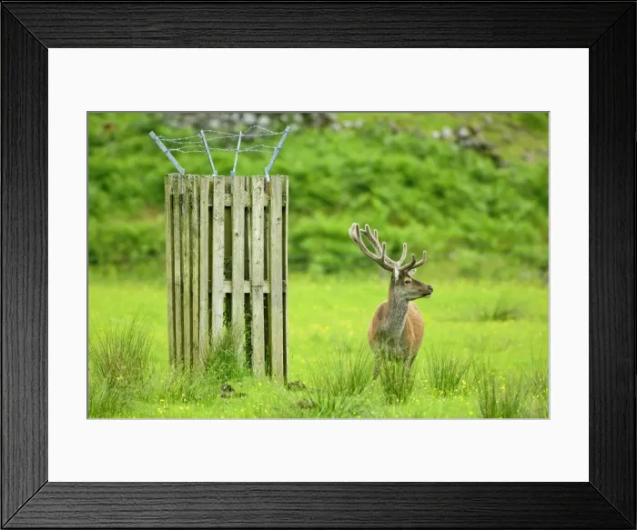 Framed Print : Red Deer Farming stag in enclosure during spring Glen Etive, Glencoe area, Highlands, Scotland, UK Framed Print : Red Deer Farming stag in enclosure during spring Glen Etive, Glencoe area, Highlands, Scotland, UK