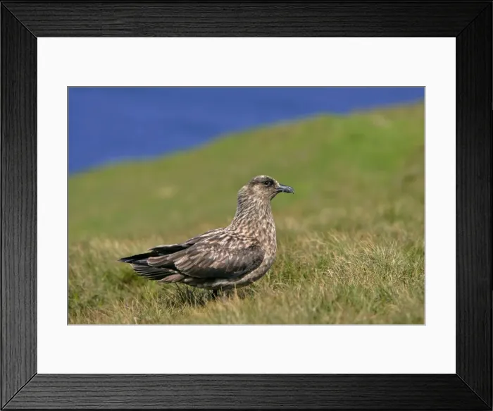 Framed Print : Great Skua sitting on moorland Hermaness Nature Reserve, Unst, Shetland Isles, Scotland, UK Framed Print : Great Skua sitting on moorland Hermaness Nature Reserve, Unst, Shetland Isles, Scotland, UK