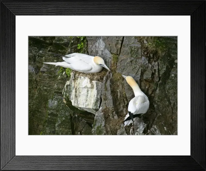 Framed Print : Gannets two Gannets bickering at each other in order to defend their nests Hermaness Nature Reserve, Unst, Shetland Isles, Scotland, UK Framed Print : Gannets two Gannets bickering at each other in order to defend their nests Hermaness Nature Reserve, Unst, Shetland Isles, Scotland, UK