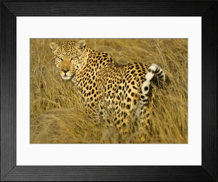 Framed Print : Leopard standing in high grass in early morning light looking back over it's schoulder Namibia, Africa Framed Print : Leopard standing in high grass in early morning light looking back over it's schoulder Namibia, Africa