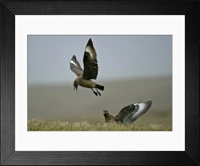 Framed Print : Great Skua one in flight and one sitting in moor quarrelling Hermaness Nature Reserve, Unst, Shetland Isles, Scotland, UK Framed Print : Great Skua one in flight and one sitting in moor quarrelling Hermaness Nature Reserve, Unst, Shetland Isles, Scotland, UK