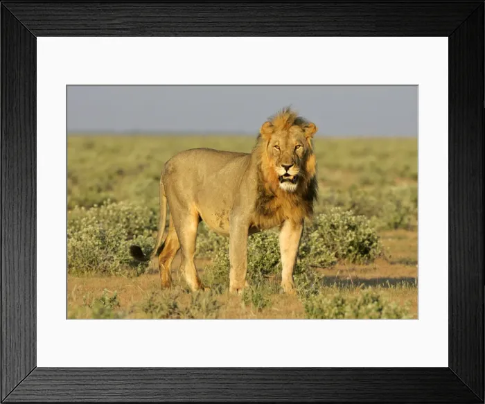 Framed Print : Lion front view of an adult male standing in savanna Etosha National Park, Namibia, Africa Framed Print : Lion front view of an adult male standing in savanna Etosha National Park, Namibia, Africa