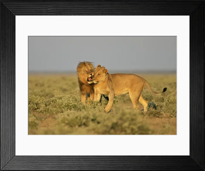 Framed Print : Lion adult male reprimanding a young one Etosha National Park, Namibia, Africa Framed Print : Lion adult male reprimanding a young one Etosha National Park, Namibia, Africa