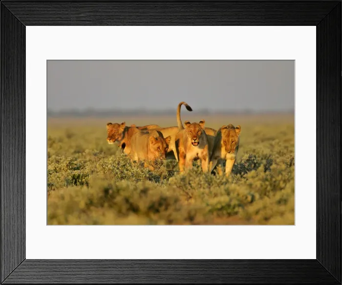 Framed Print : Lion group of lioness preparing for the hunt Etosha National Park, Namibia, Africa Framed Print : Lion group of lioness preparing for the hunt Etosha National Park, Namibia, Africa