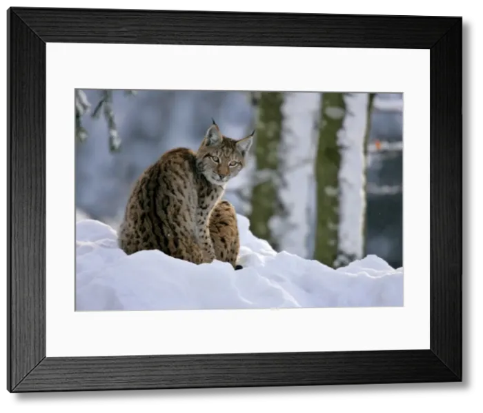 Framed Print : Lynx in winter forest Bavarian Forest National Park, Germany Framed Print : Lynx in winter forest Bavarian Forest National Park, Germany