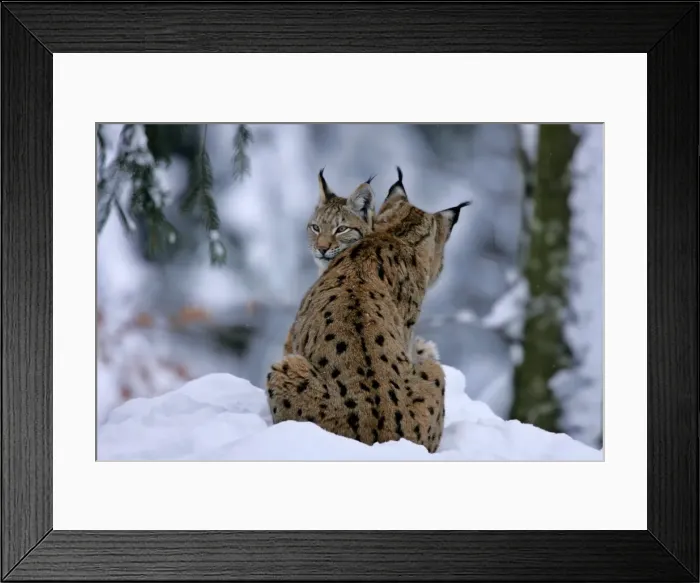 Framed Print : Lynx two individuals cuddling in winter forest Bavarian Forest National Park, Germany Framed Print : Lynx two individuals cuddling in winter forest Bavarian Forest National Park, Germany